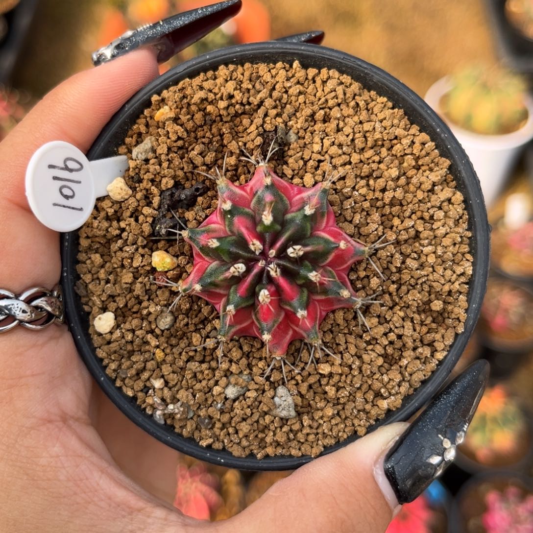 1016 侧牙米哈 带盆土