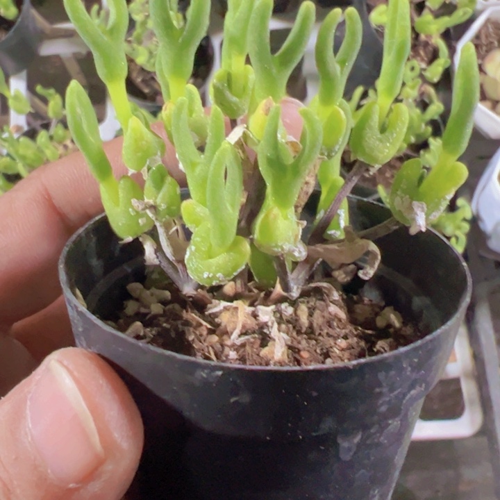 冰糕兔子精品多肉