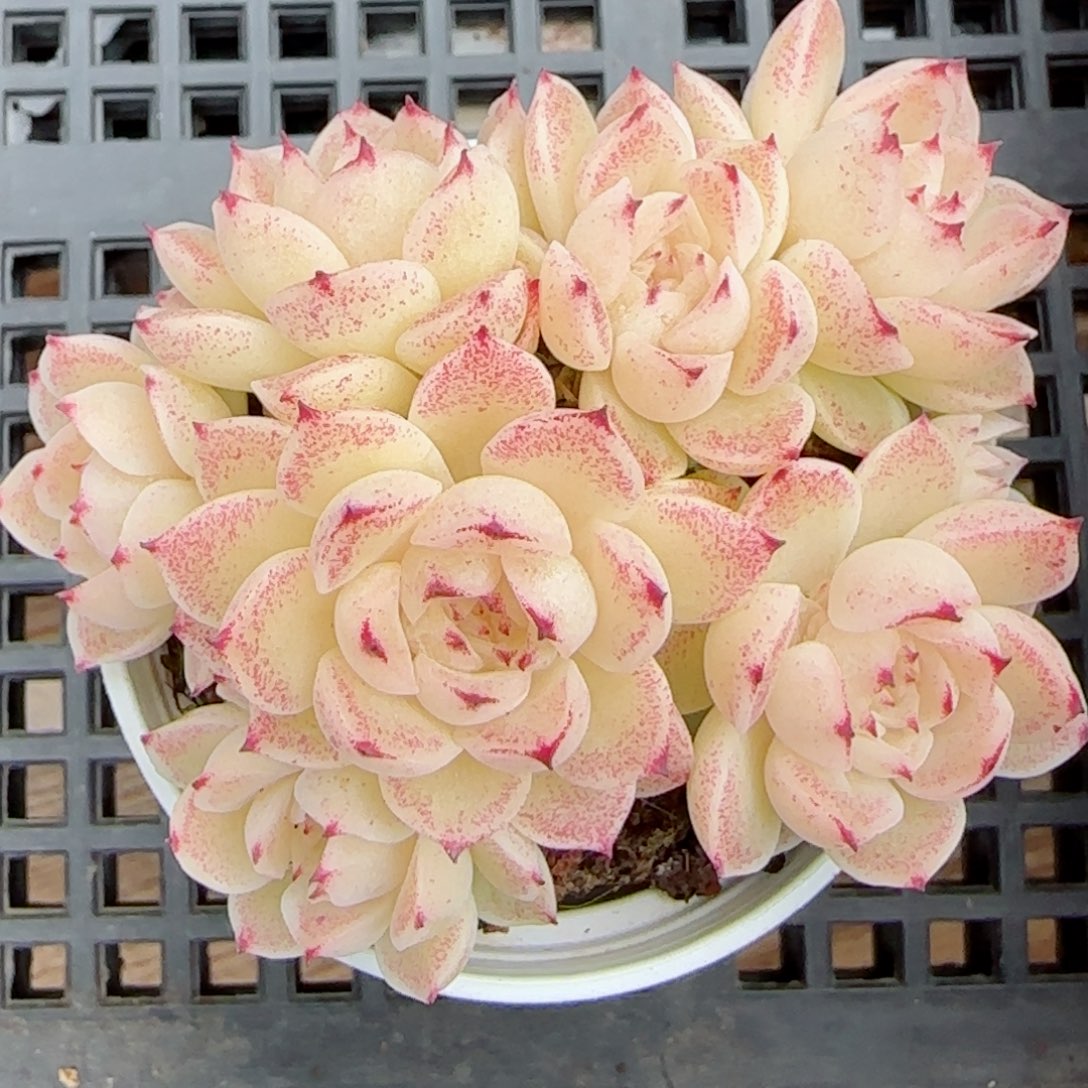 S****m【闪购商品】0307-102小魔仙优选