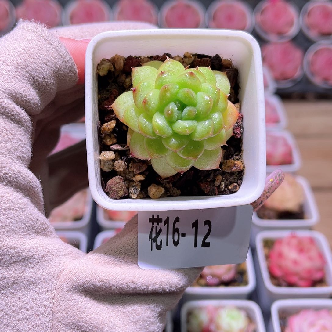 花利美16-12绿水鬼