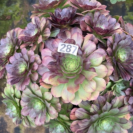 J***y多肉植物一个花月夜287