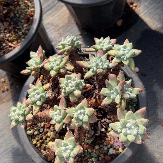 绿豆sp拇指～一物一拍8517多肉