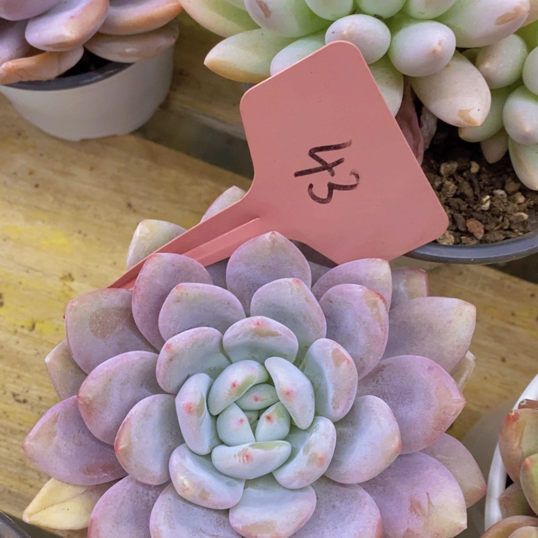 粉丝回馈专场，停播场