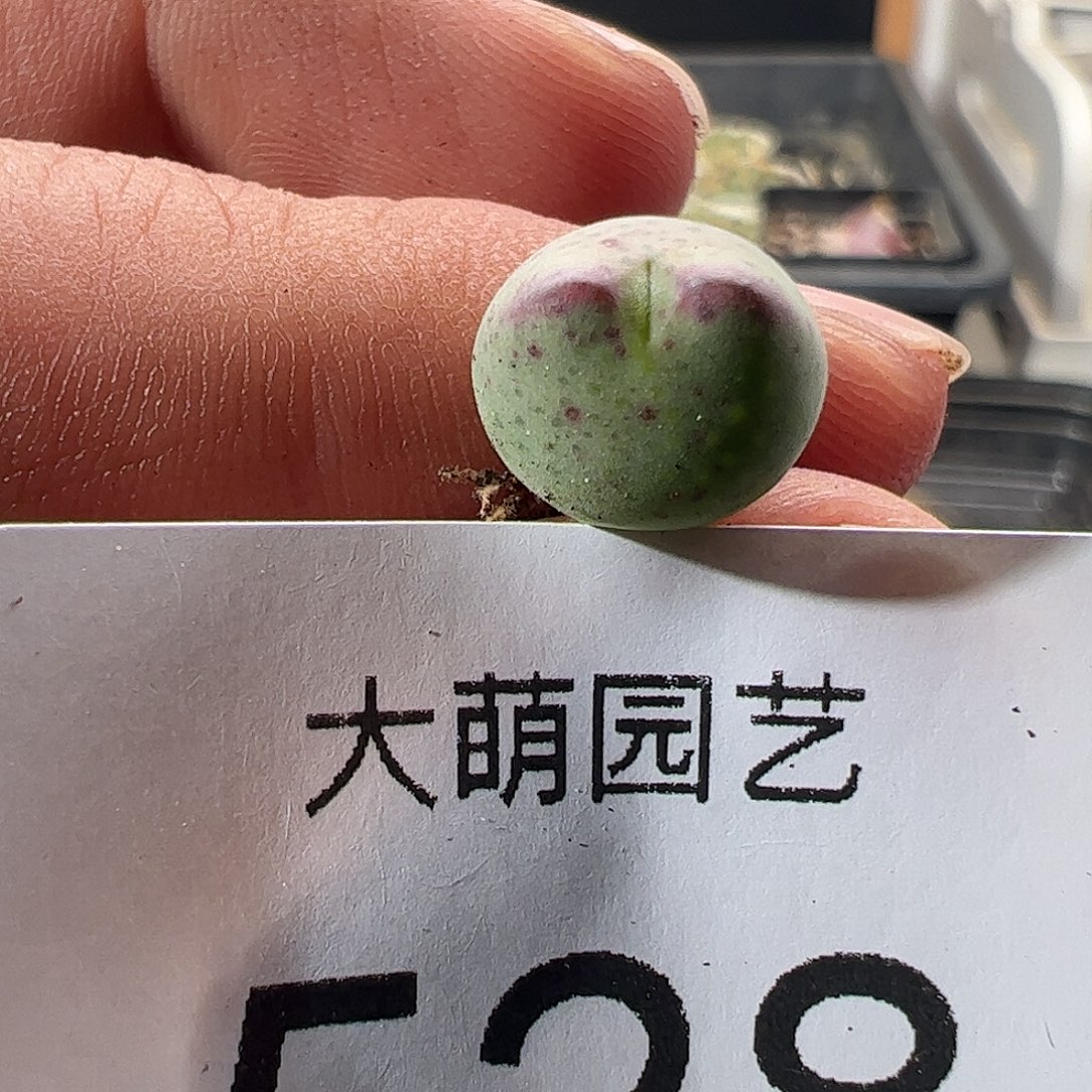 一物一拍正版白花大枪。  528