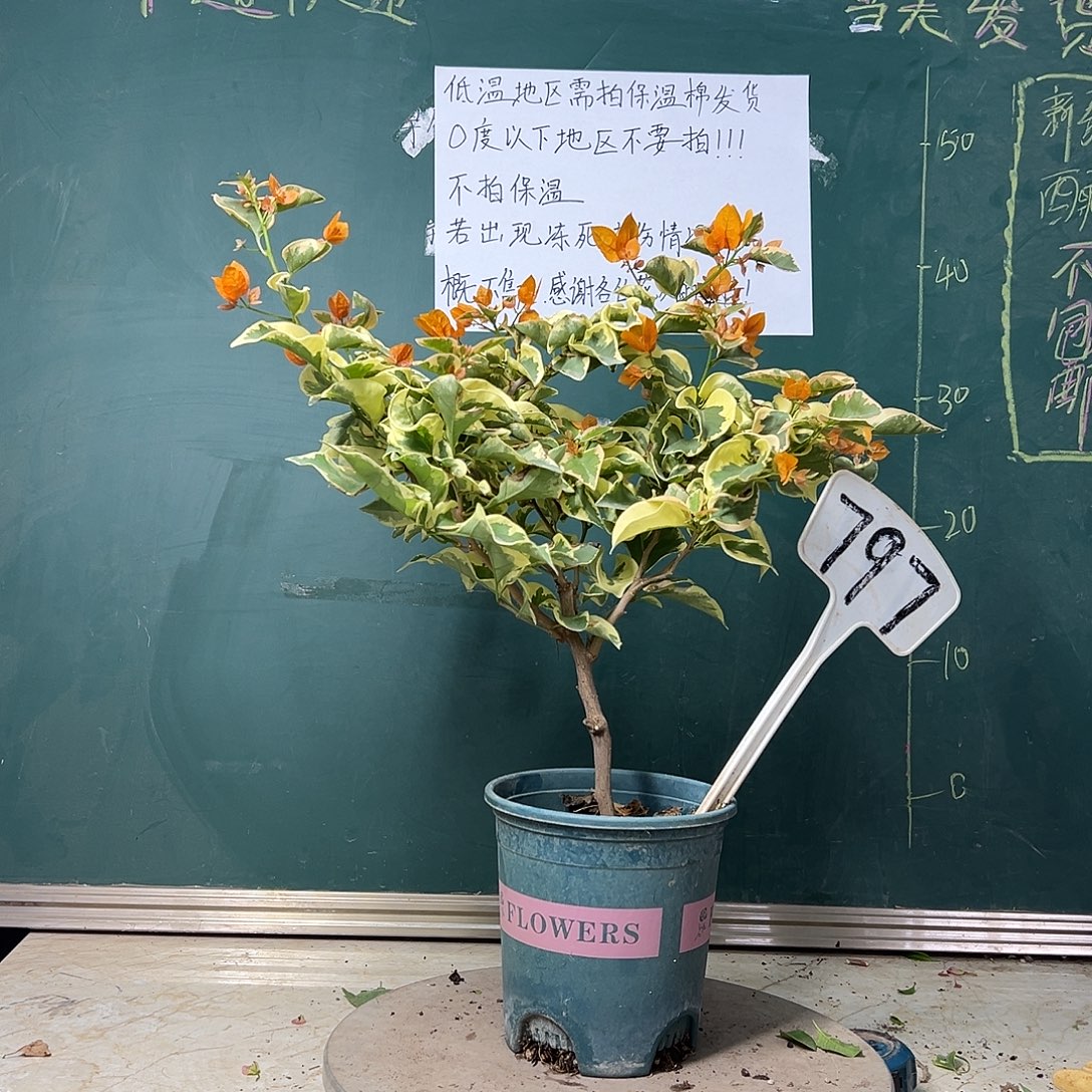 完全开放  金边黄  797