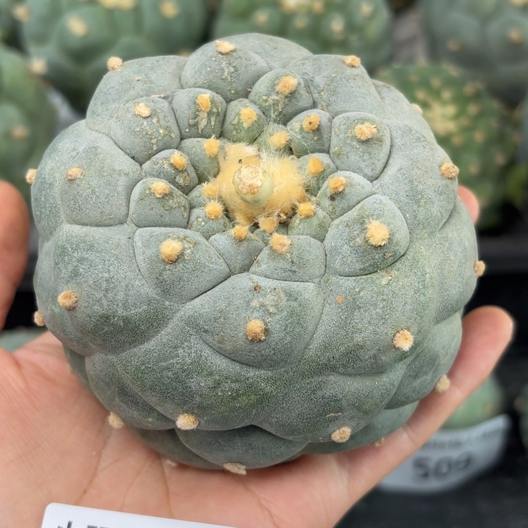 512 根点 仙人球 8.5cm