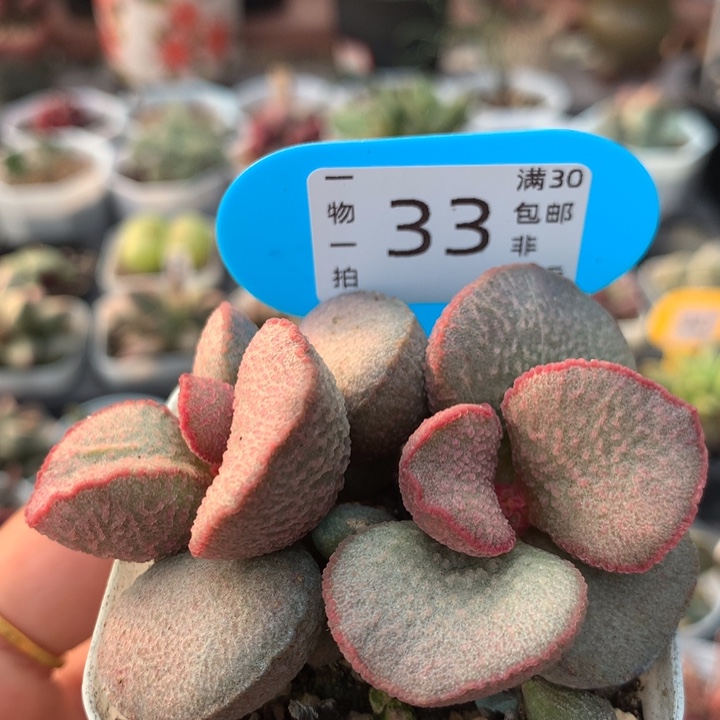 公爵 多肉植物 33