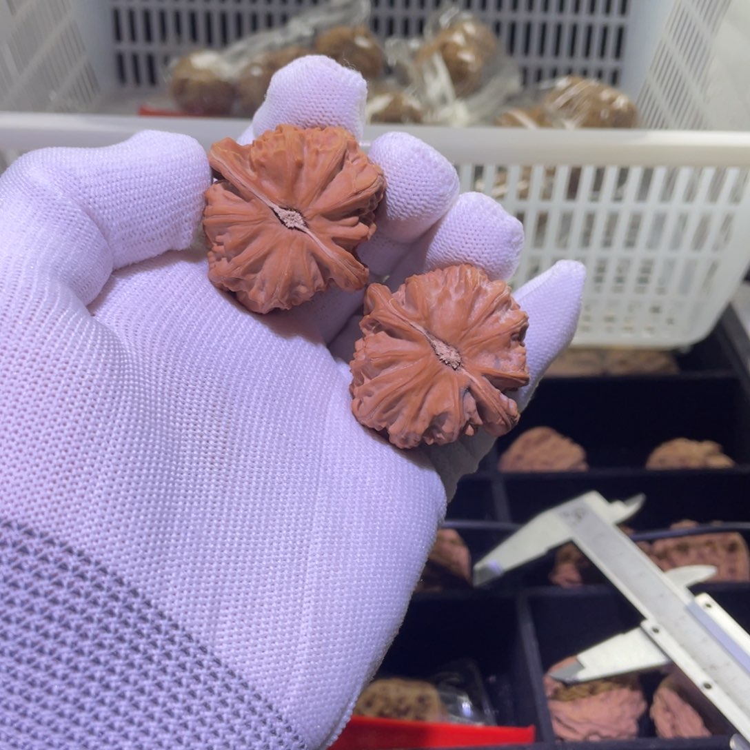 文玩核桃把件三角白 504