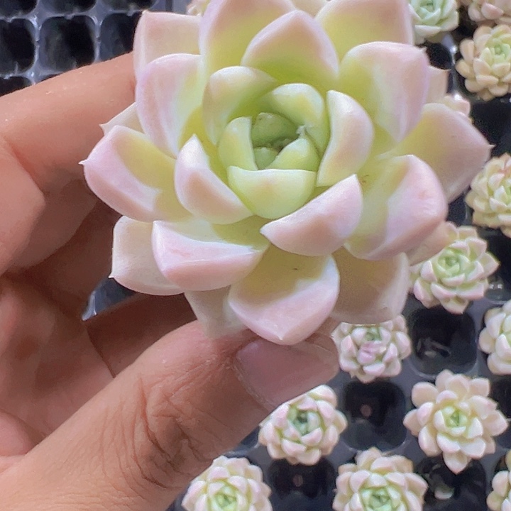 粉水晶精品多肉植物