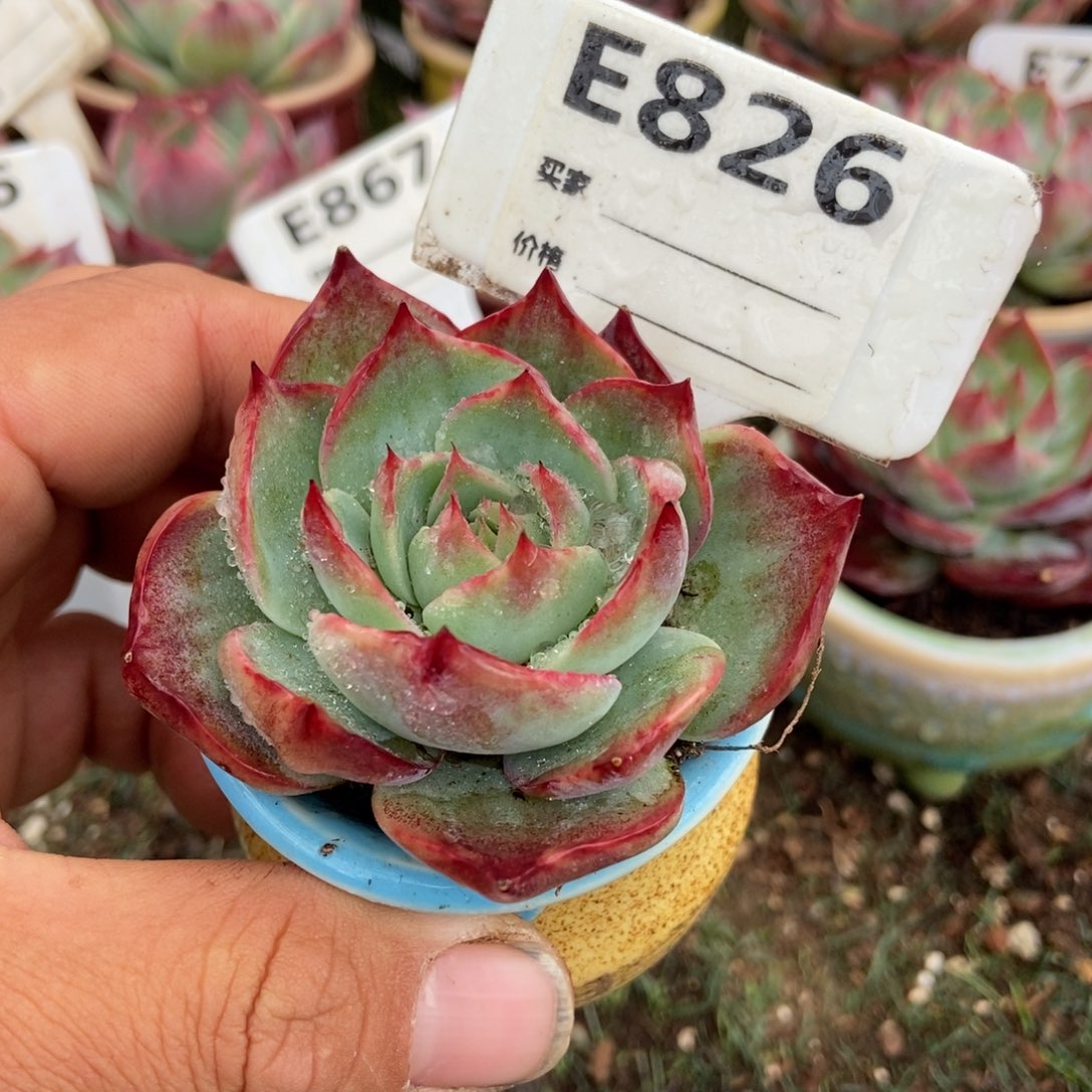 惊鸿一瞥，826多肉植物