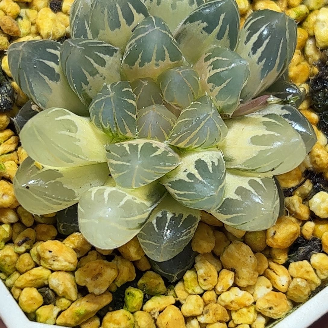 糊斑霓虹灯锦十二卷多肉