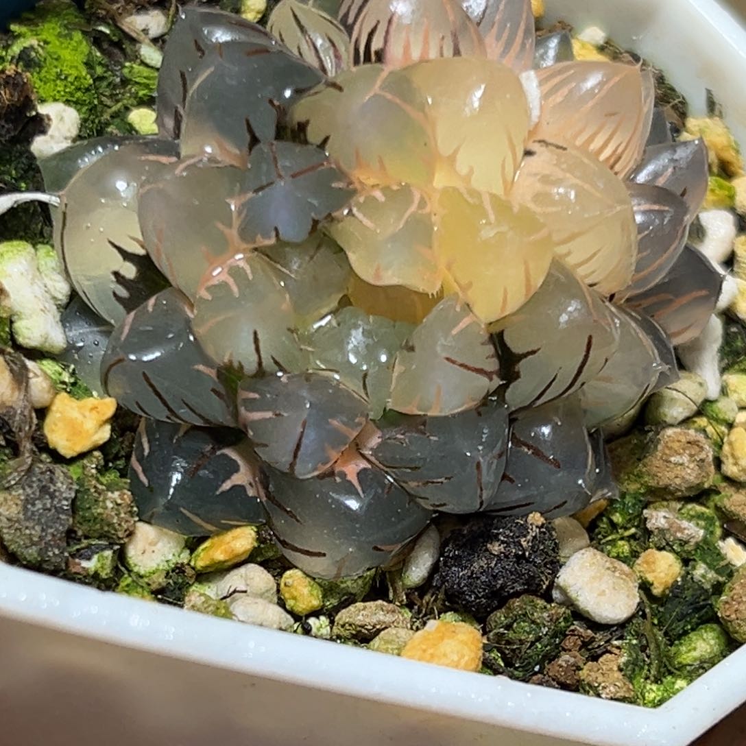 恭喜发财大吉大利0433