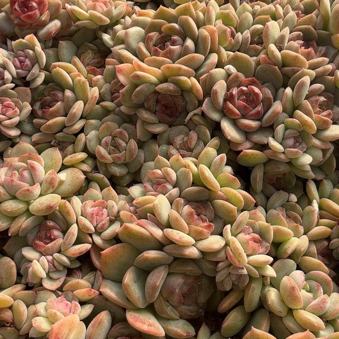 新品22正方形多肉切糕（量拍）