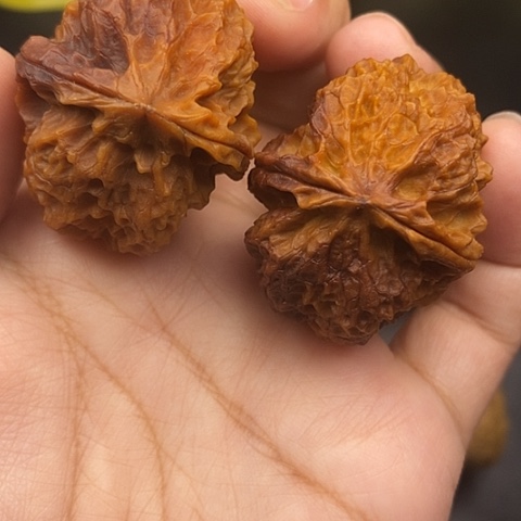 文玩核桃把件40尺云南核桃