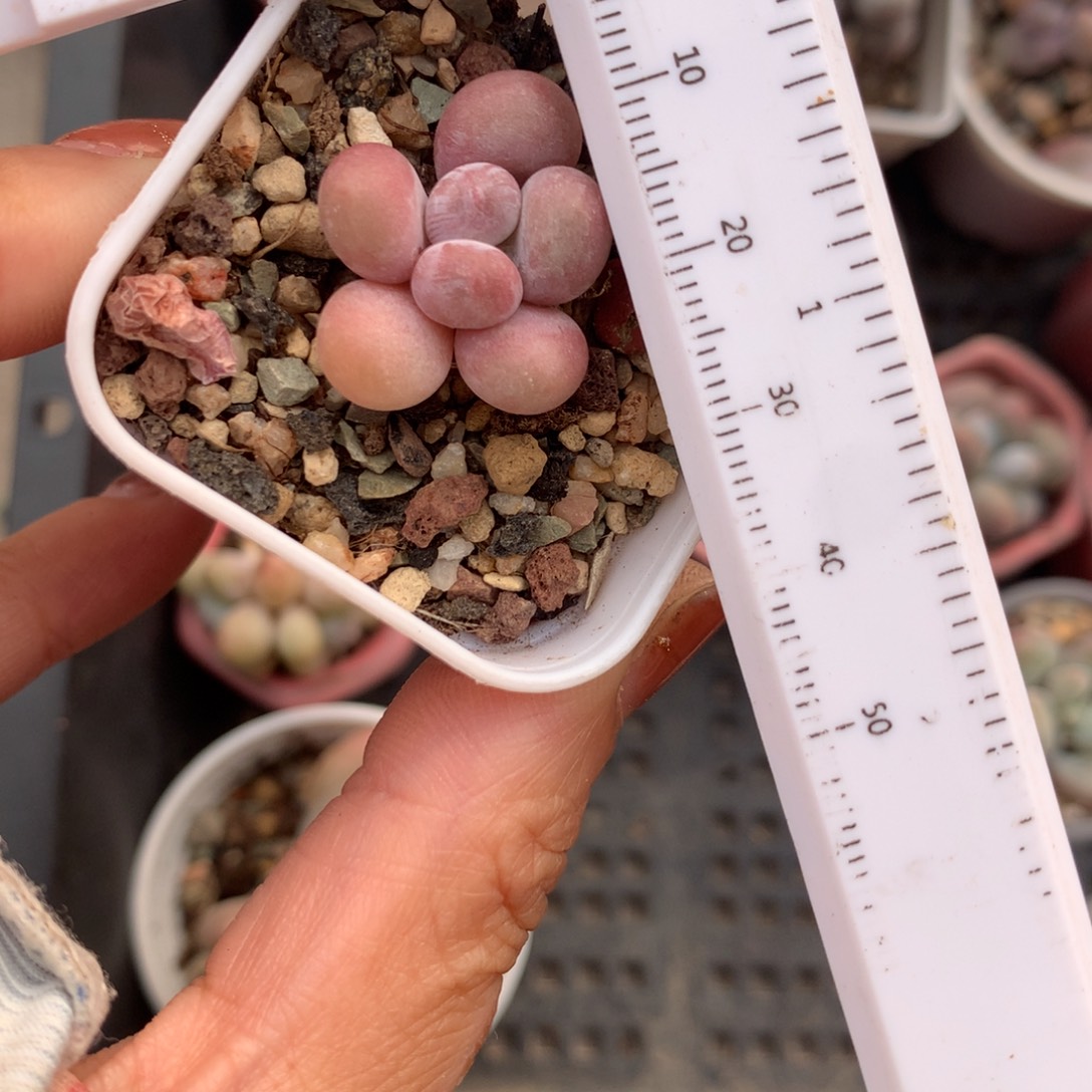 有砍蛋黄奶酪多肉熬