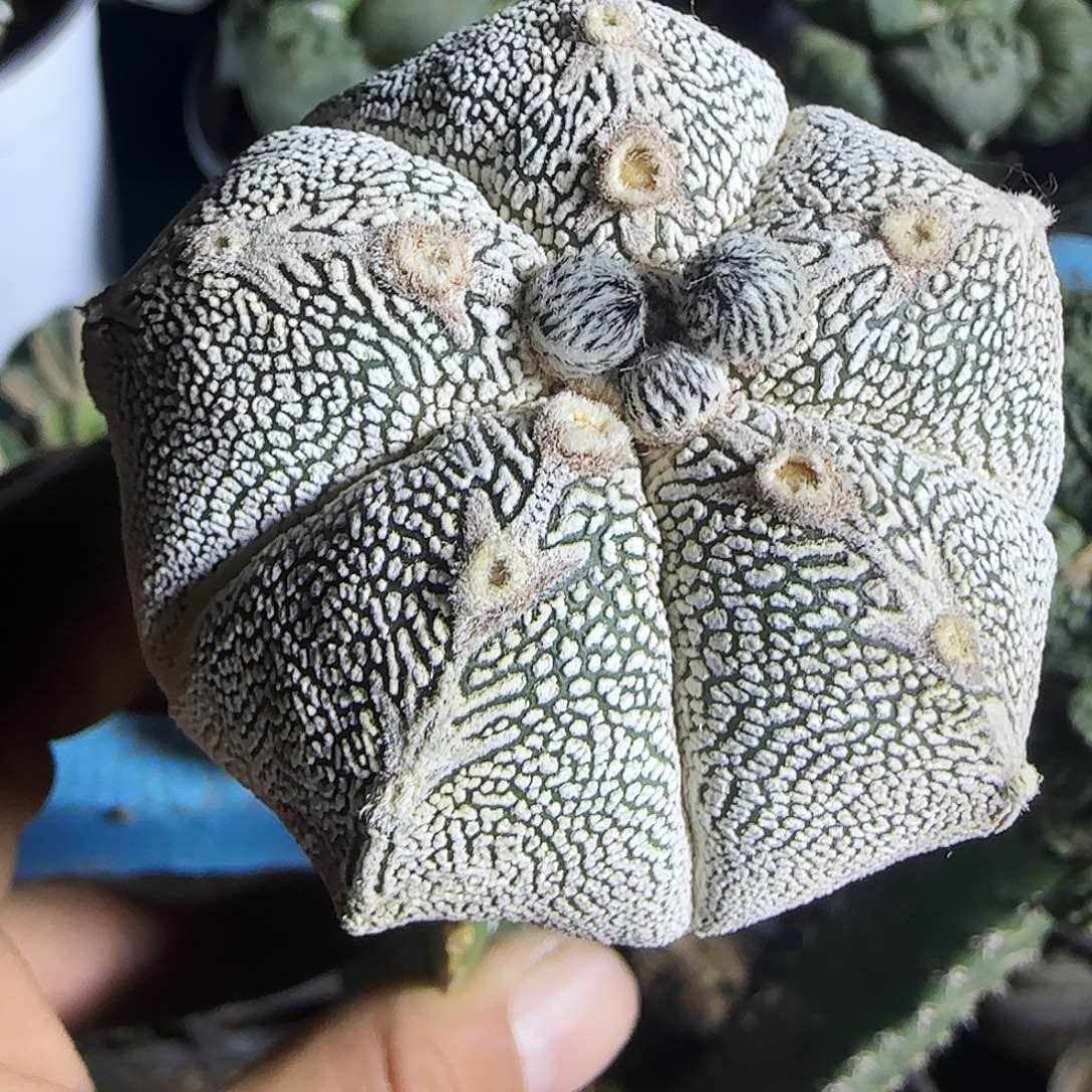 连线恩冢612仙人球开花