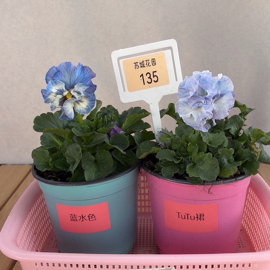 大部分开放少量花苞135