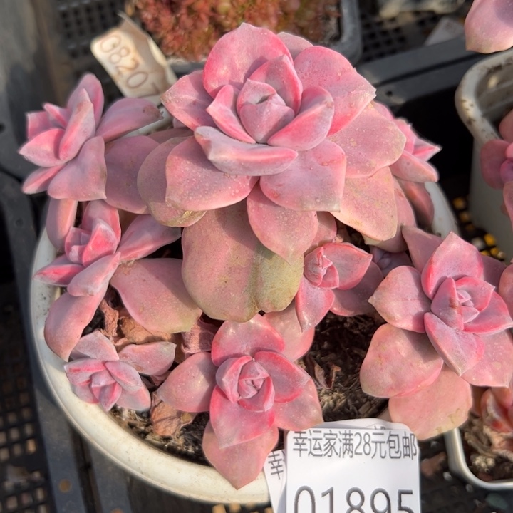 我的小可爱小可爱们也