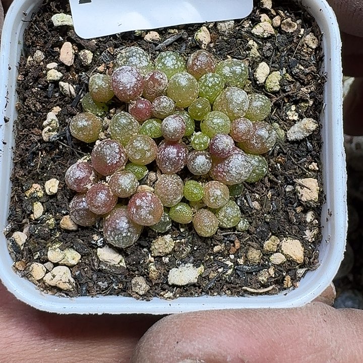 209 多肉植物多肉植物