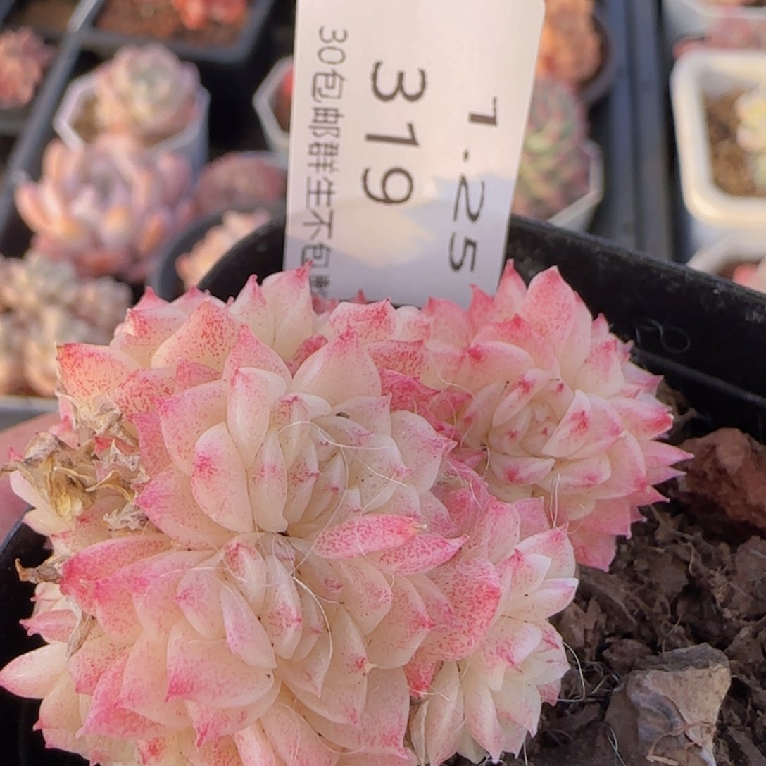 麦秆群一颗脱土发货