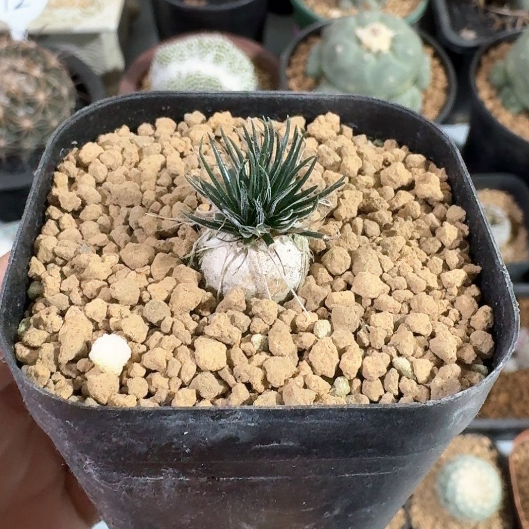 迷你海葱仙人球123