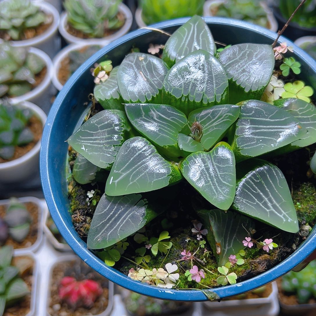 加仑盆月影母本玉露多肉