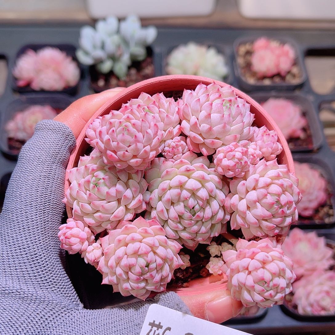 花06-259小粉莓群生