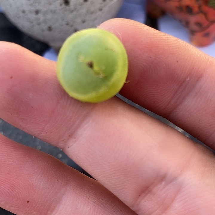 3121大年份拉登一颗。