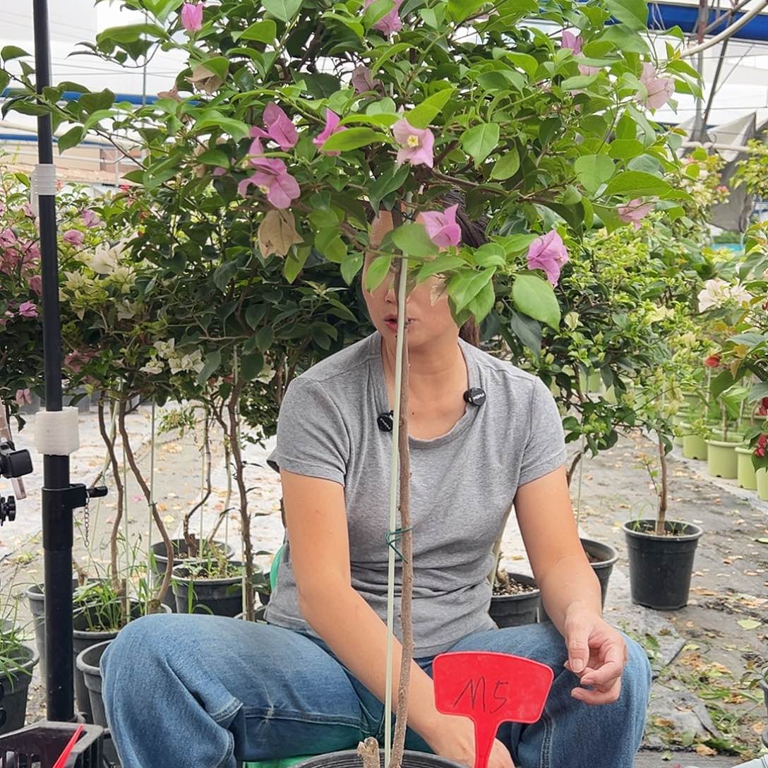 美***哥大部分花苞少量开放M5巴西紫