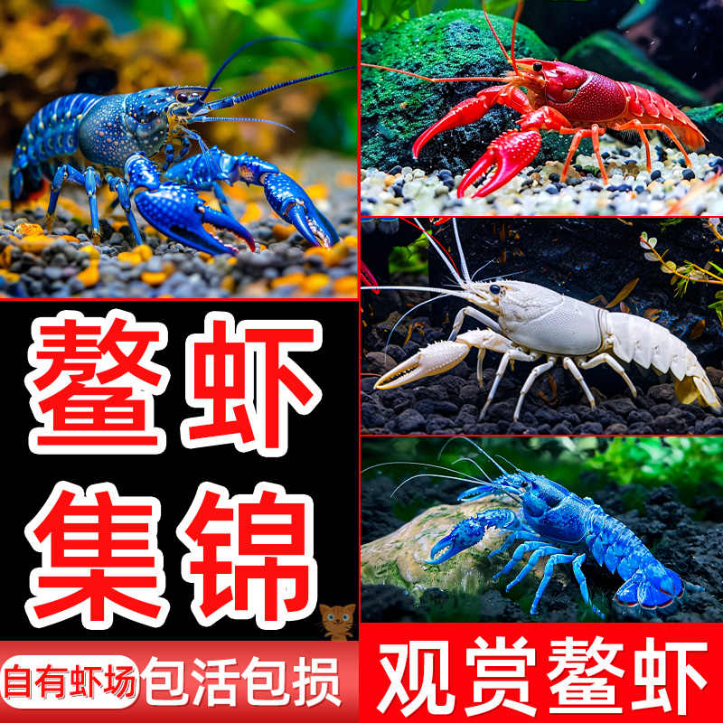 观赏虾鳌虾观赏虾橘熬虾桔色鳌虾淡水虾活体虾水族鱼缸宠物龙虾