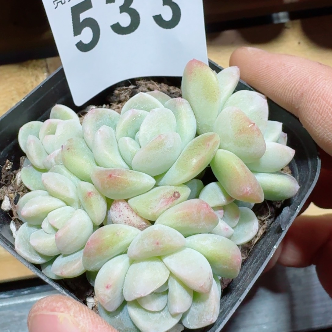 冰玉         精品多肉