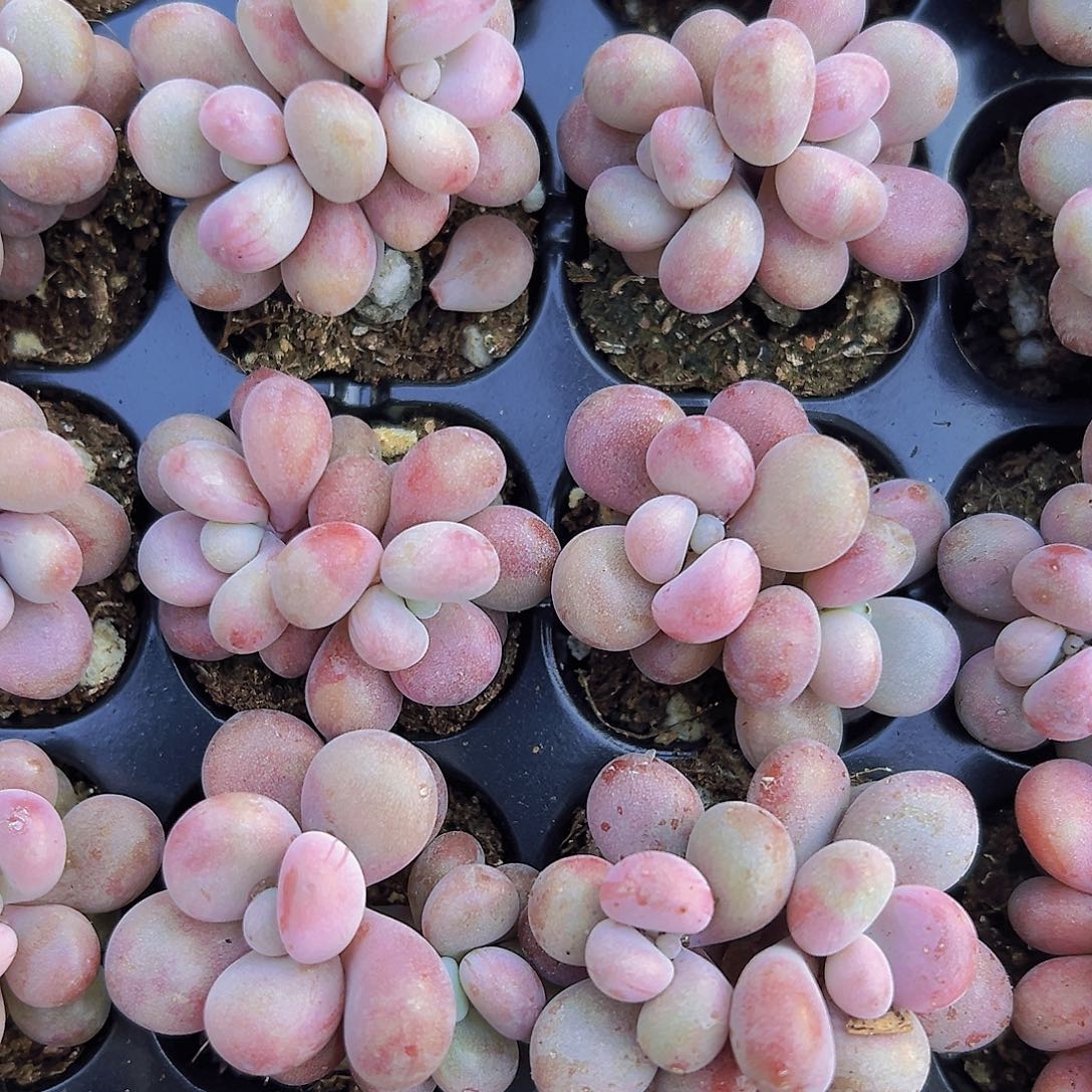 穴盘糖果桃蛋5颗19？