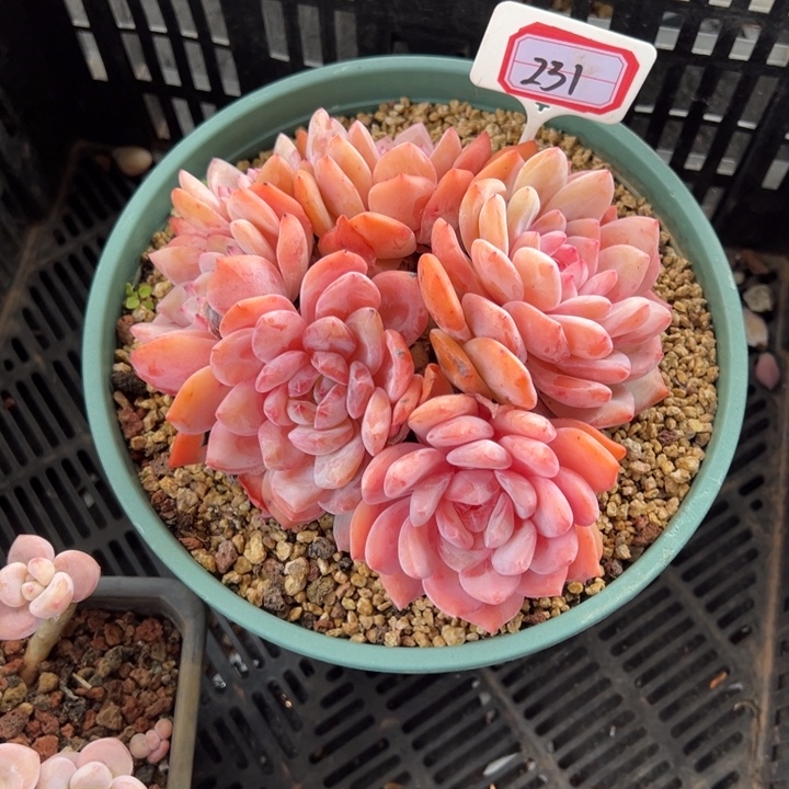 濮***通橙梦露一物一拍231号