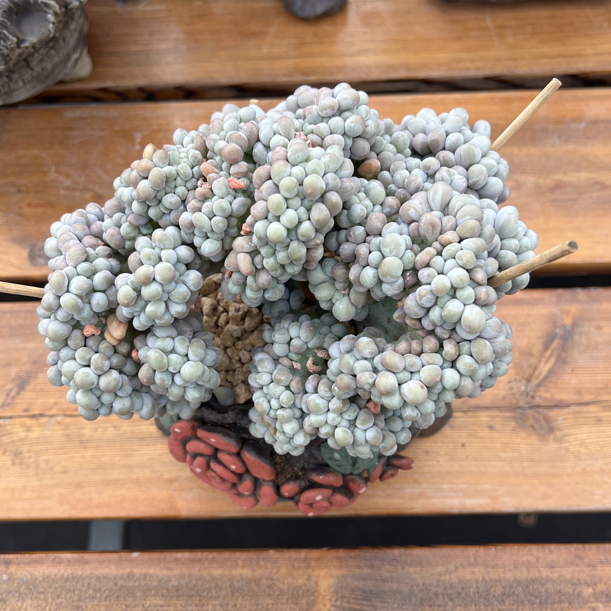 阿灿匠心精品多肉3