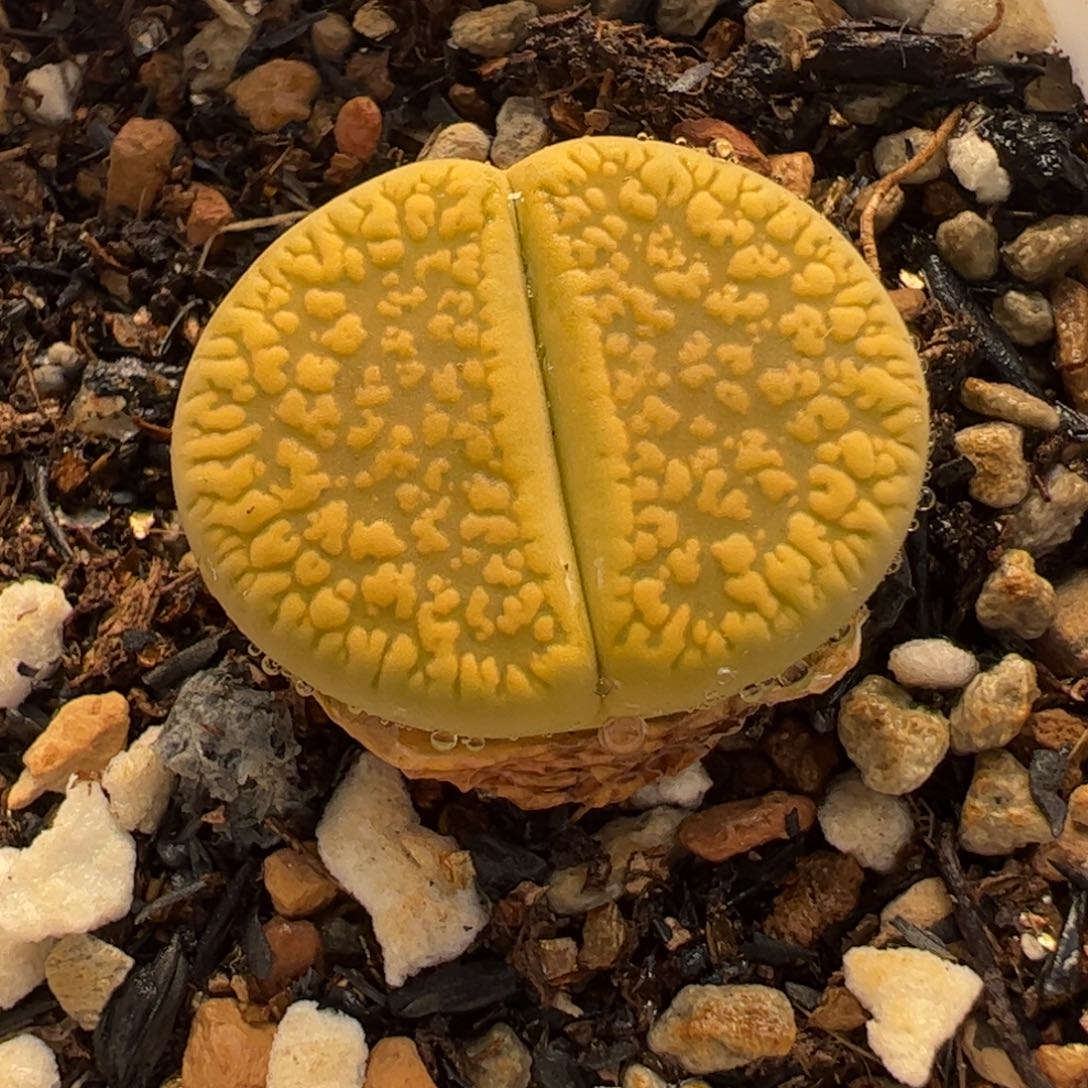 152多肉植物百科