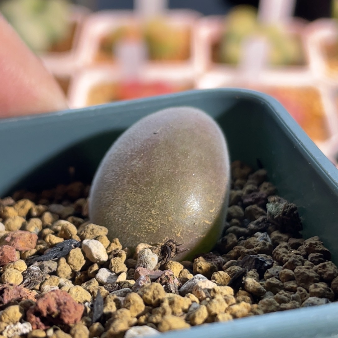 宝辉玉植物一物一拍