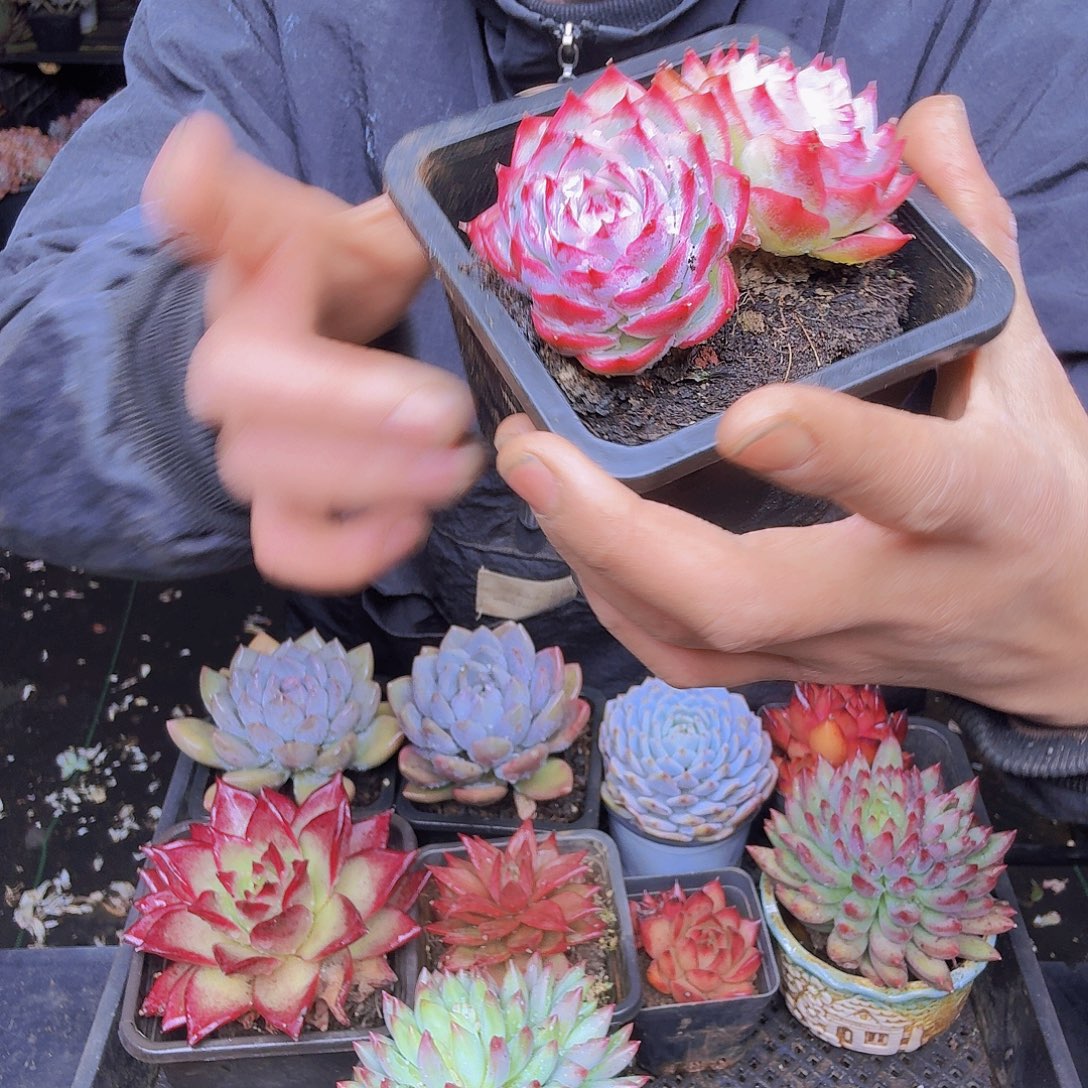 1***3013侧影一物一拍侧影