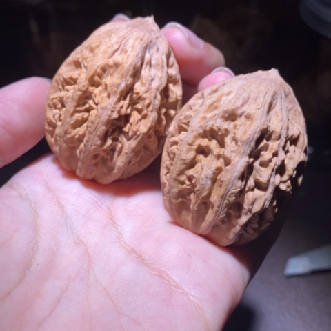 把件文玩核桃东北野生楸子小园 207