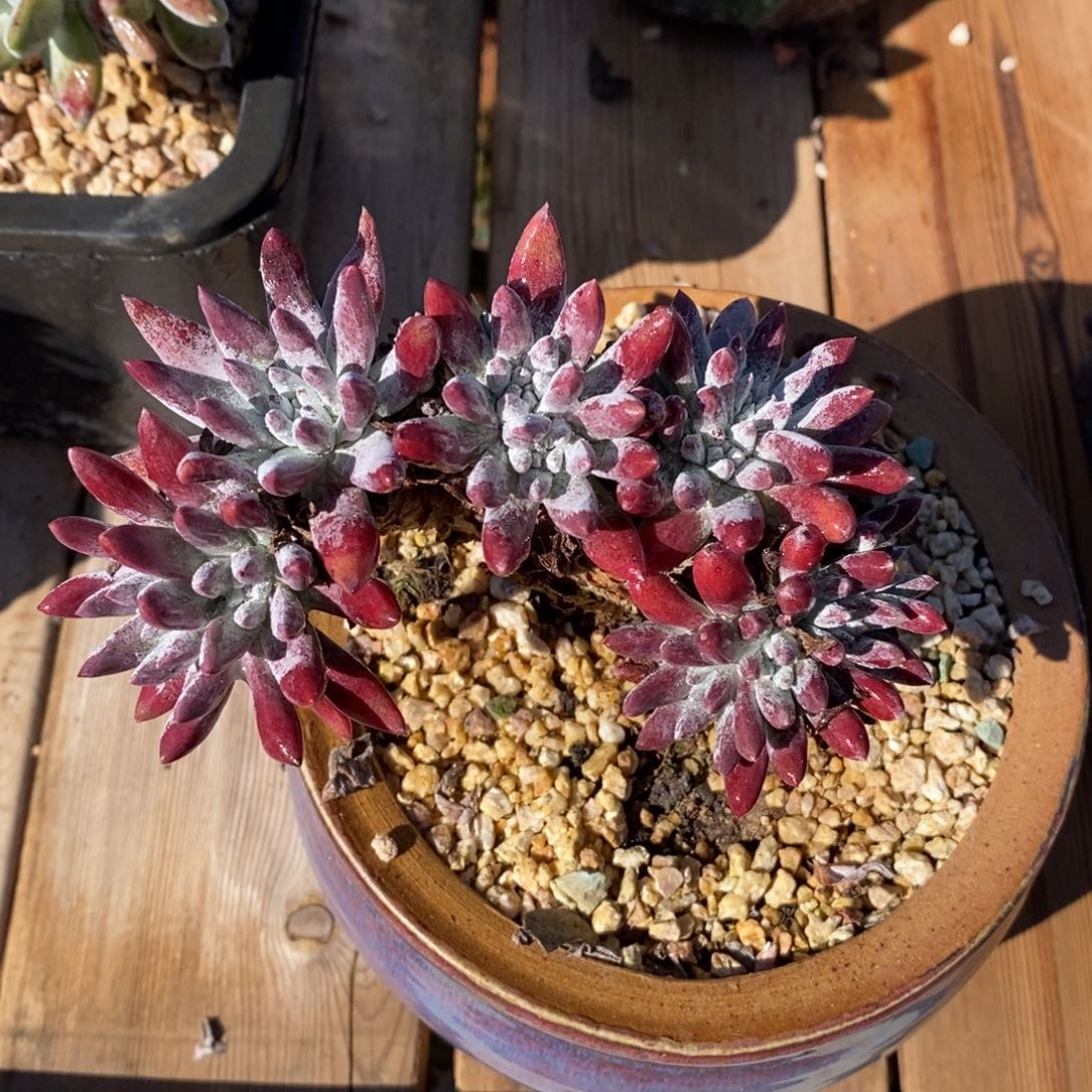 韩版雪花老桩特价