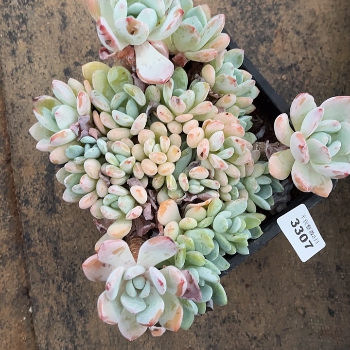 阿雅园艺。       3307冷香群