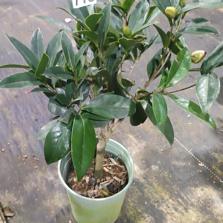 718四季，原盆原土发货