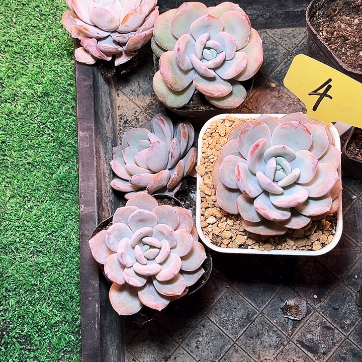 奶茶4号码牌子的话题了