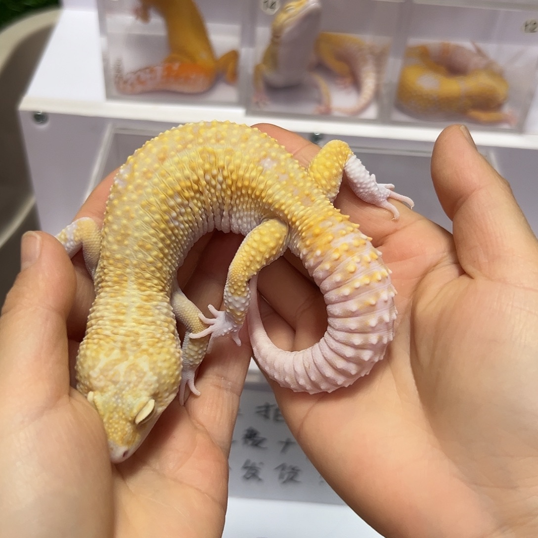 豹纹守宫豹纹守宫