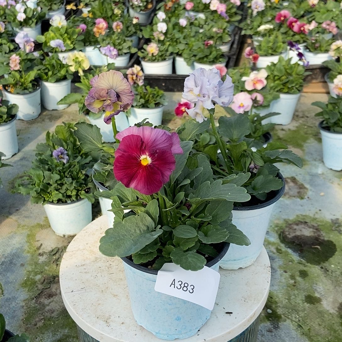 大部分花苞少量开放