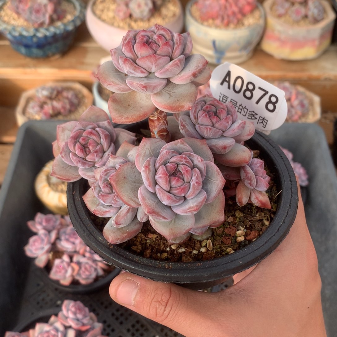 A0878 突尼斯小树 有砍 11cm