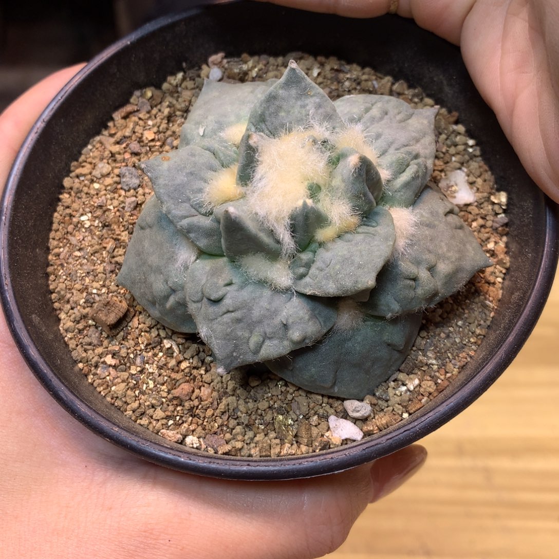     19号 自根 翘尤怒涛7公分 带盆土