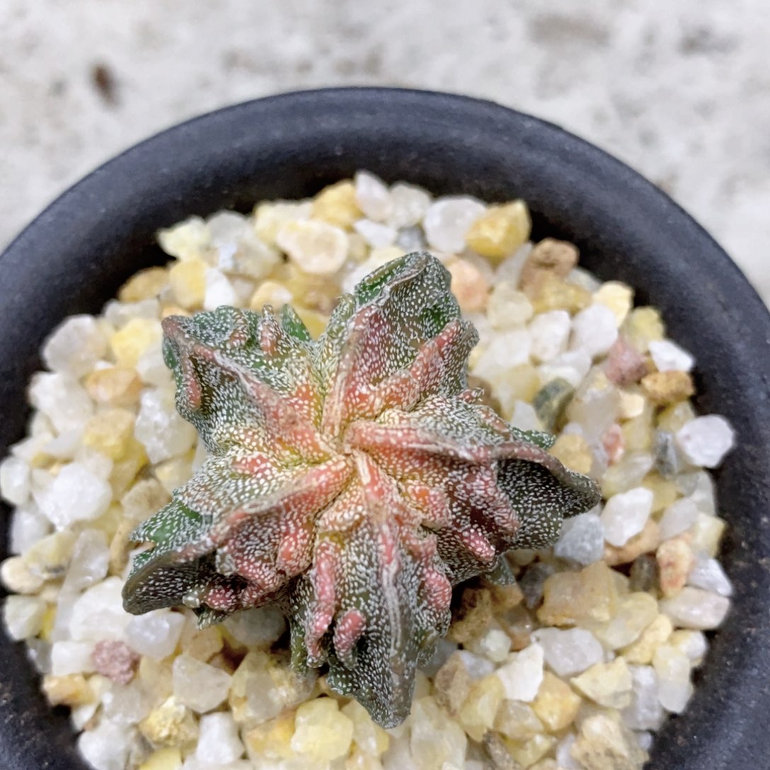 仙人球实生红叶核桃3.5带盆