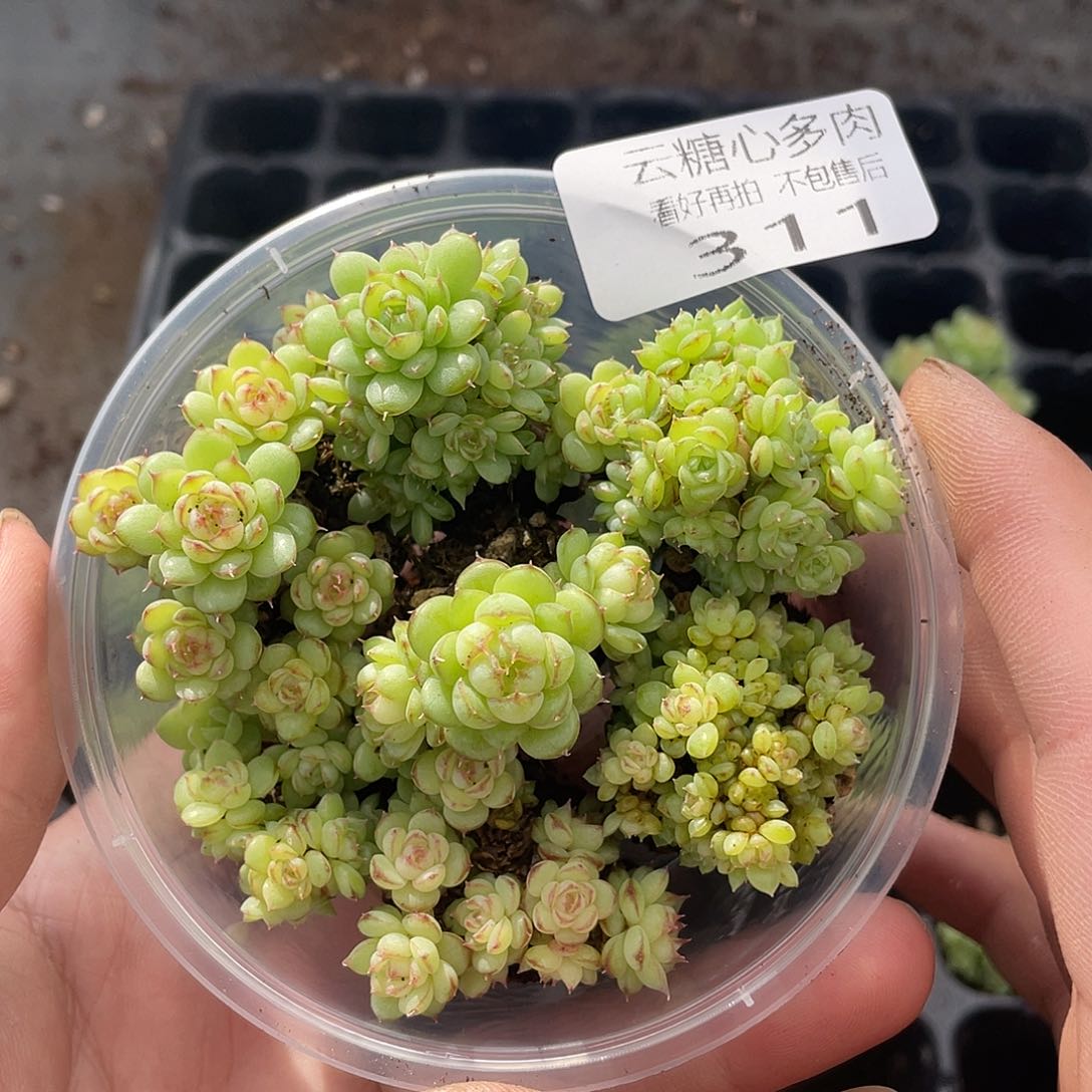 云糖心多肉植物311