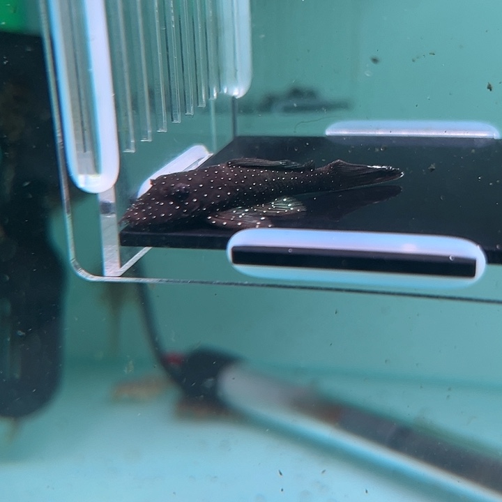 C***.清道夫鱼20-074瑕疵白边