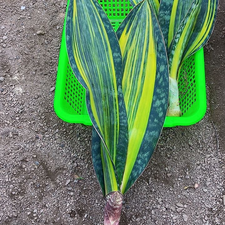 用***8完全开放宝镜虎皮兰